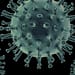 ¿Debemos preocuparnos por el mortal virus Nipah?