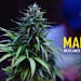 MARIHUANA LEGAL ESTUDIO PORTADA