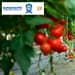 apoyo-guanajuato-mi-familia-productiva-y-sustentable