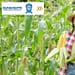 apoyo-guanajuato-para-productores-de-maiz