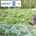 apoyo-guanajuato-para-productores-del-campo