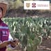 apoyos-para-el-campo-cdmx