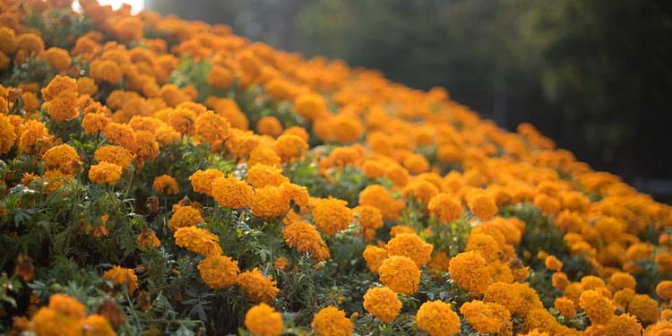 La flor de cempasúchil es el símbolo por excelencia del Día de Muertos | Foto: Gobierno de México