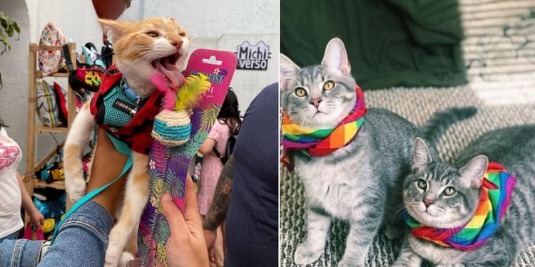 Expo Vive Gatito