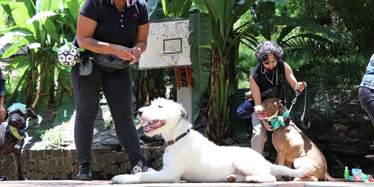 festival patitas que nutren - sedema