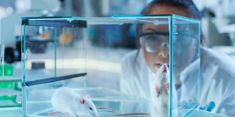 Ética-de-la-investigación-y-sujetos-no-humanos