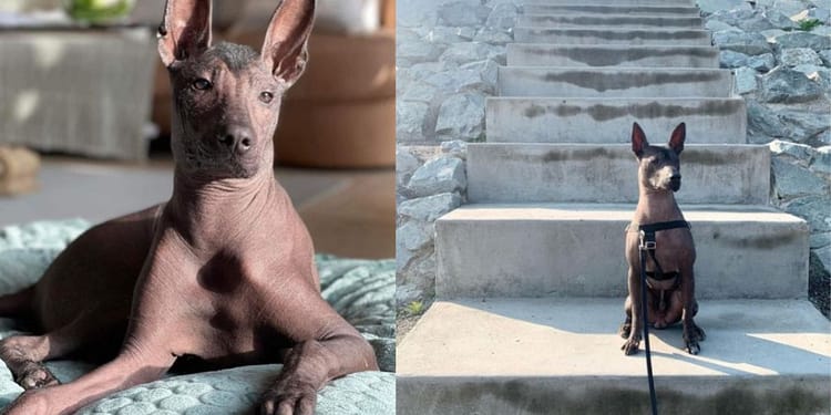 Xoloitzcuintle