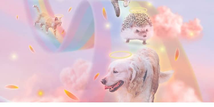 Los precios de servicio de cremación individual para mascotas son aproximados para un perro de 7 kilos Foto: Bye Bye Friend