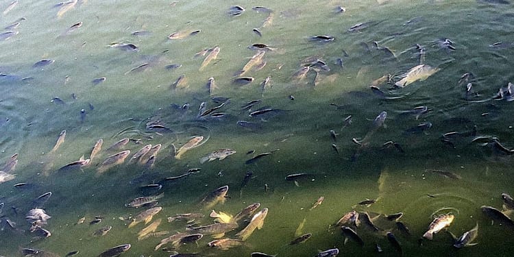 No alimenten a los peces de Chapultepec, responde CDMX tras muerte de cientos de ejemplares portada