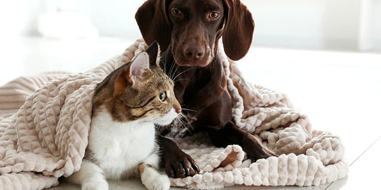 como-proteger-mascotas-frio