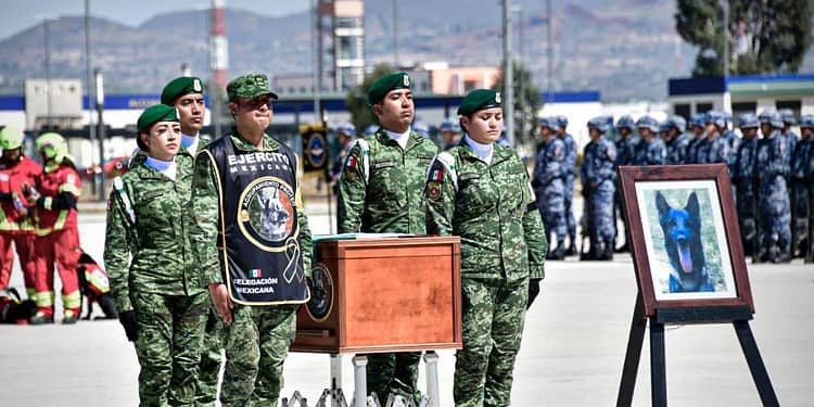 Proteo, el perro rescatista, recibe más homenajes que soldados fallecidos, critica Ciro Gómez Leyva portada