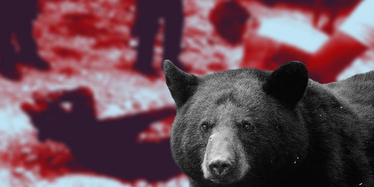 A pesar de que el oso negro americano está en peligro de extinción, en el norte del país se han registrado múltiples ataques de humanos a estos mamíferos. FOTO: DataNoticias