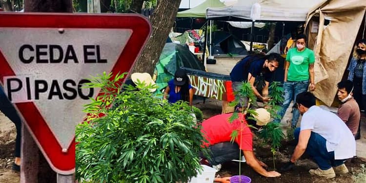 planton-420-senado-marihuana