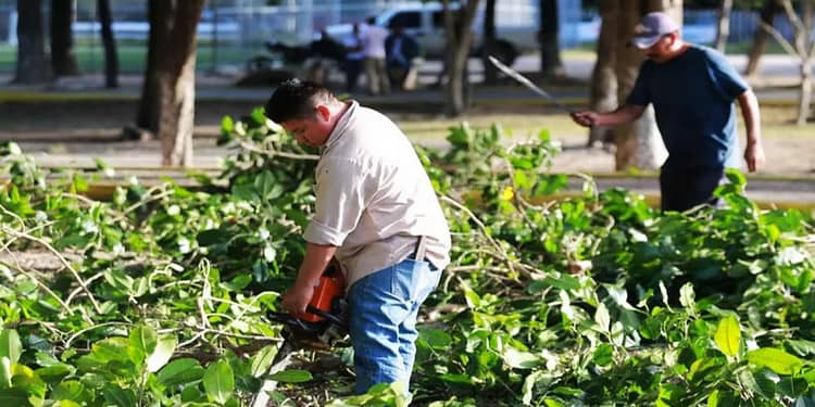multa-cortar-arbol-sin-permiso-cdmx
