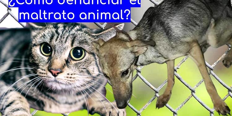 Cómo-denunciar-maltrato-animal-Puebla