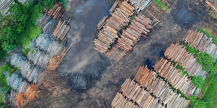 Nuestro futuro climático depende de la preservación forestal portada
