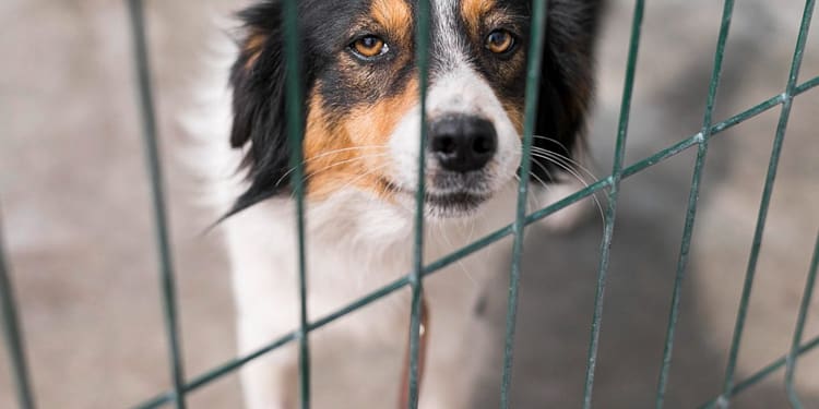 Cómo denunciar maltrato animal