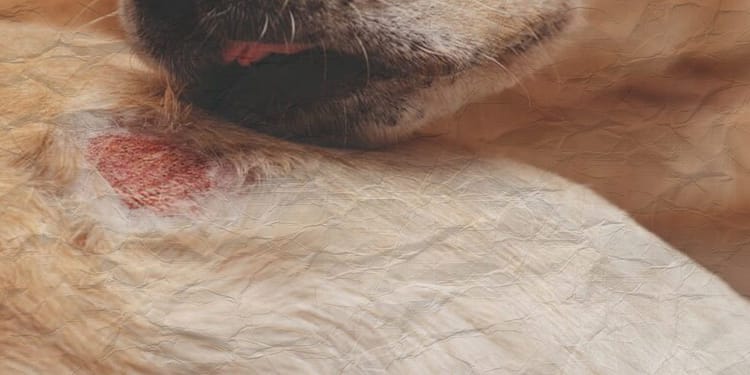 Enfermedades que te puede transmitir tu perro o gato portada