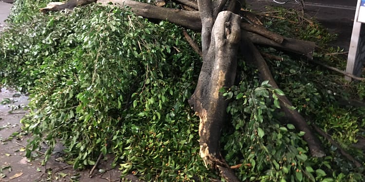 Cortar un árbol es ilegal