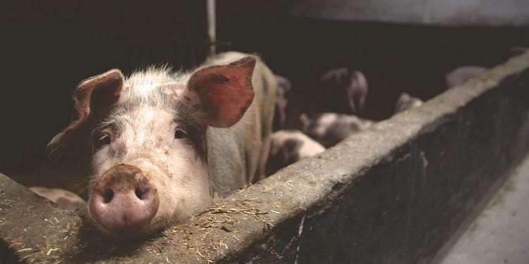¿Qué diferencias hay entre nuestra capacidad de experimentar sufrimiento y la de los animales? Foto: Pixabay.