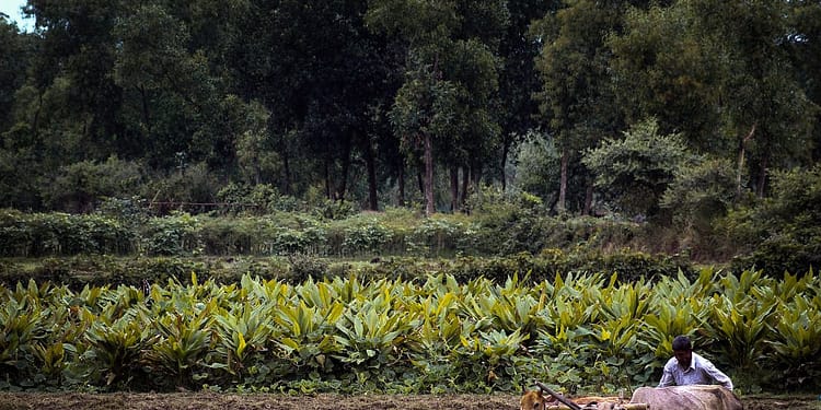 Los pequeños agricultores necesitan un mejor acceso a mercados viables para sus cosechas, que les permitan ir más allá de la subsistencia y construir medios de vida fiables. Foto: Pixabay.