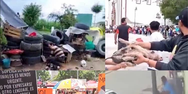 Los animales merecen un trato digno y respetuoso, denuncia a los maltratadores.
Imagen: Data Noticias.