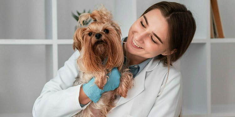 5 hospitales gratis para mascotas en CDMX