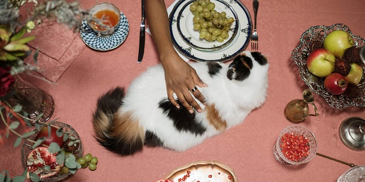 Alimentos que no pueden comer los gatos