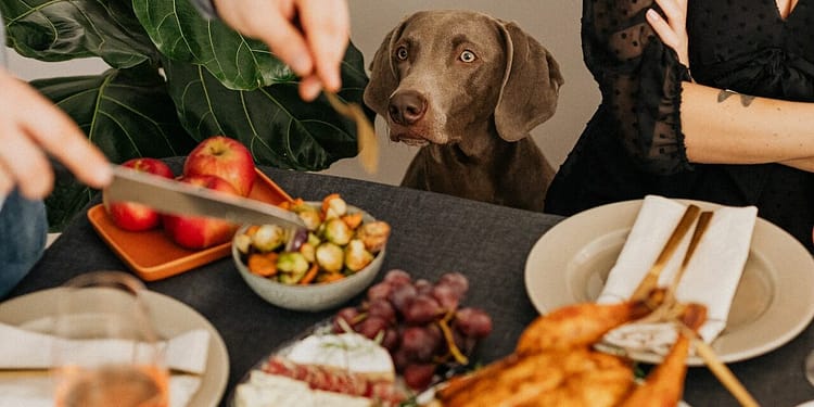 Alimentos que no pueden comer los perros.