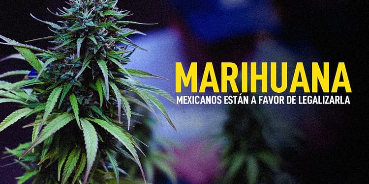 MARIHUANA LEGAL ESTUDIO PORTADA