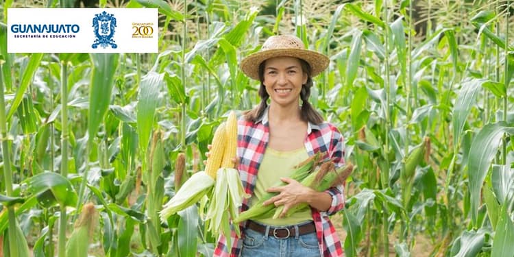 apoyo-guanajuato-para-productores-de-maiz