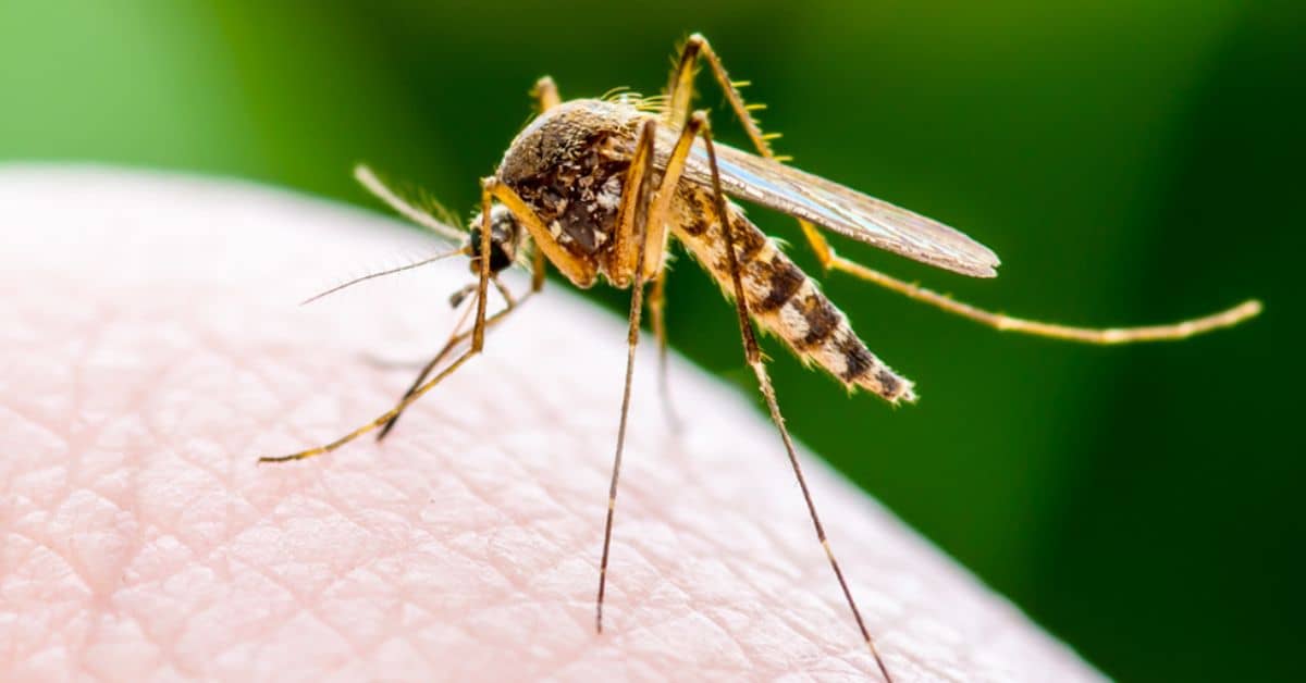 mosquitos 