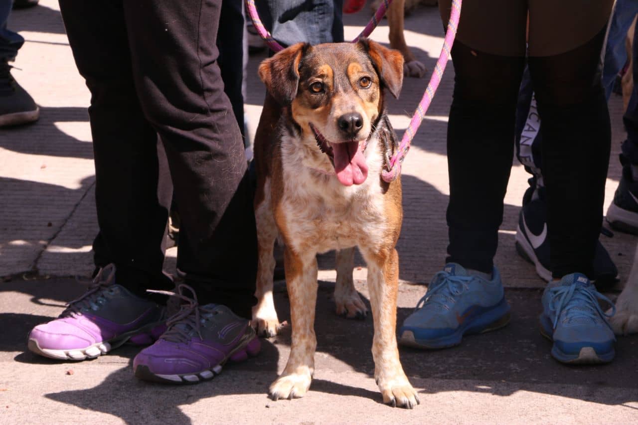 Se considera maltrato animal a todo acto que atente contra la salud y el bienestar de un animal y es denunciable. FOTO: https://www.sedema.cdmx.gob.mx