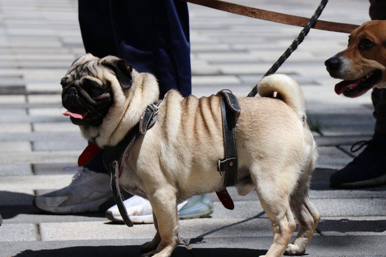 La SEDEMA enfatiza que los perros son animales de compañía no son juguetes. FOTO: jefaturadegobierno.cdmx.gob.mx