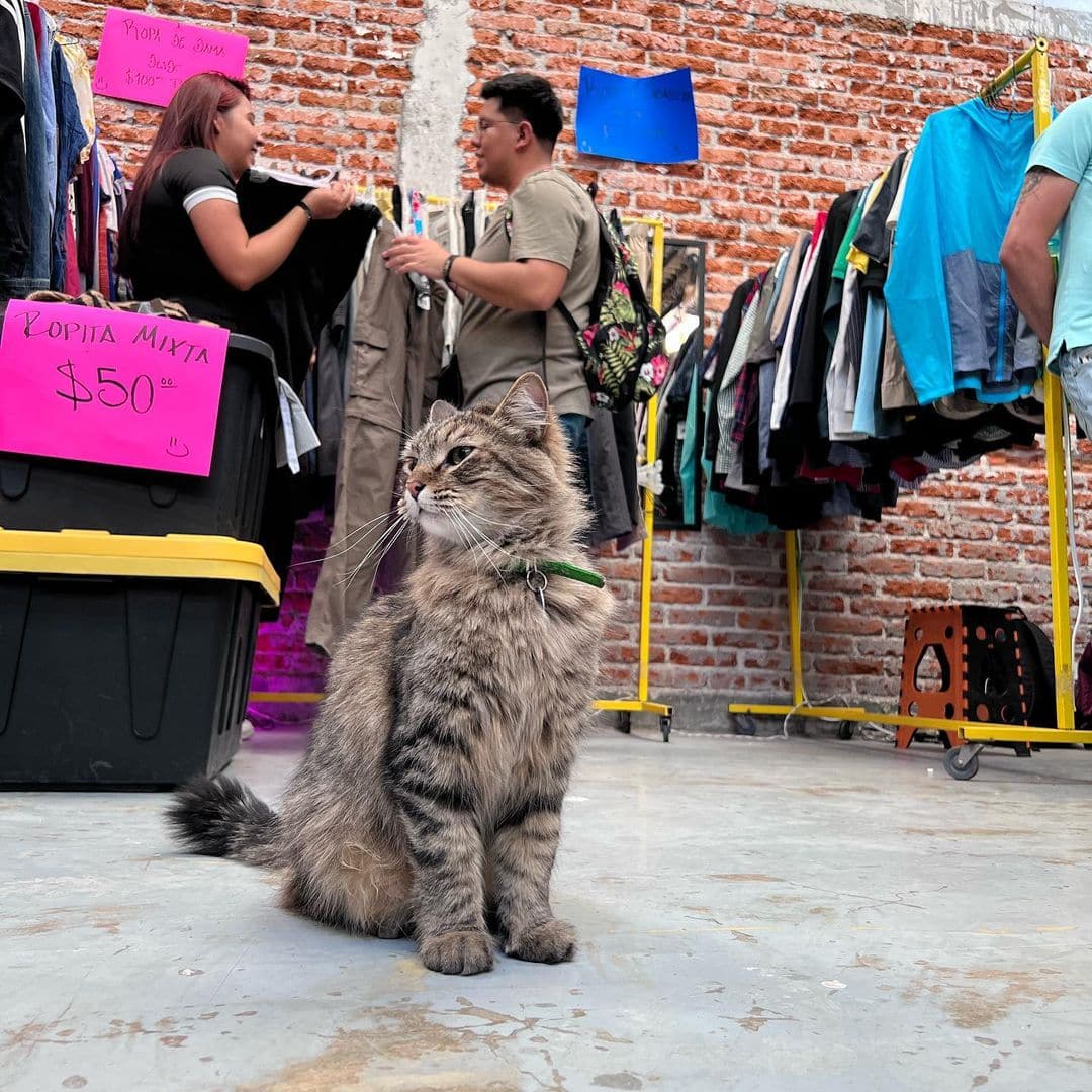 Bazares de ropa vintage en CDMX que se ponen los sábados y domingos portada 4