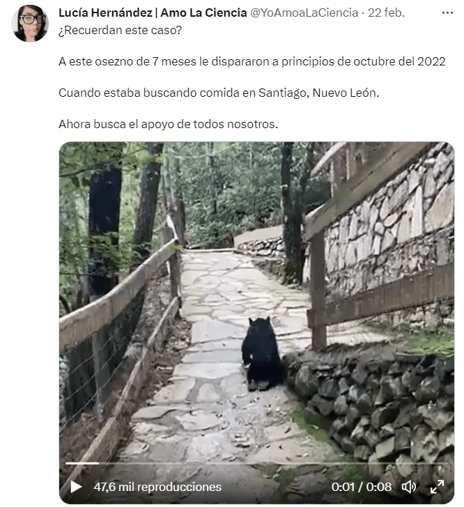 Lucía Hernández (@YoAmoALaCiencia) expone el caso de un osezno baleado en Nuevo León. FOTO: twitter.com/yoamoalaciencia