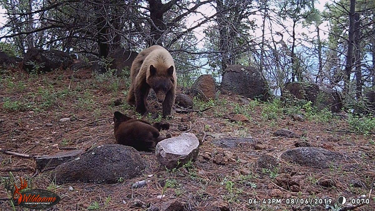 Imágenes una osa negra y su osezno en el Área de Protección de Flora y Fauna "Campo Verde", Chihuahua. FOTO: www.gob.mx