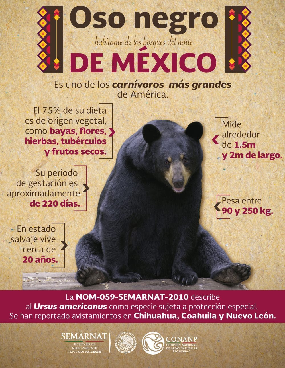 El oso negro está sujeto a protección especial por parte de la SEMARNAT. FOTO: facebook.com/semarnatmx