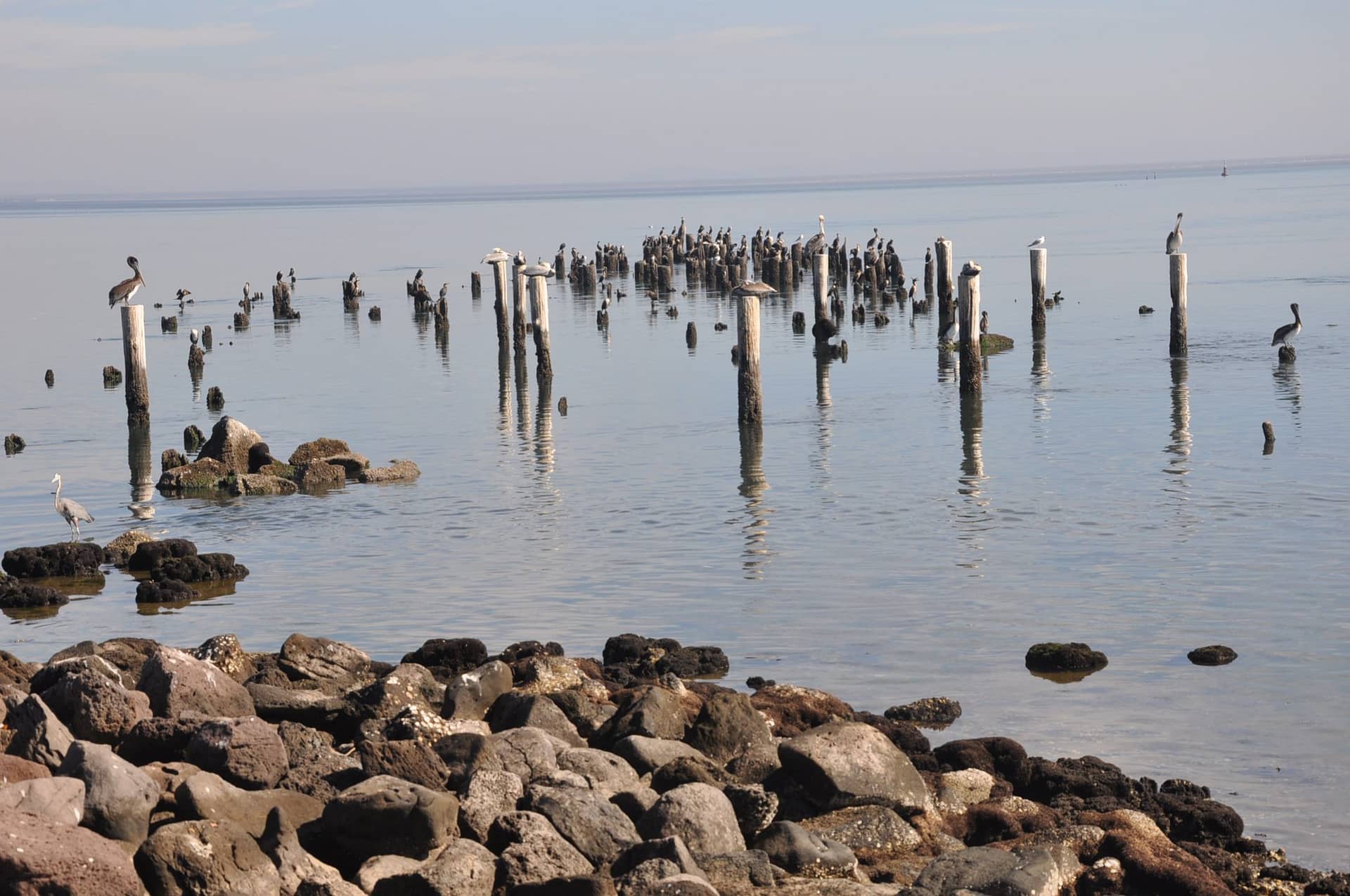 Tesoro natural en Sonora ya es un vertedero de aguas negras 10
