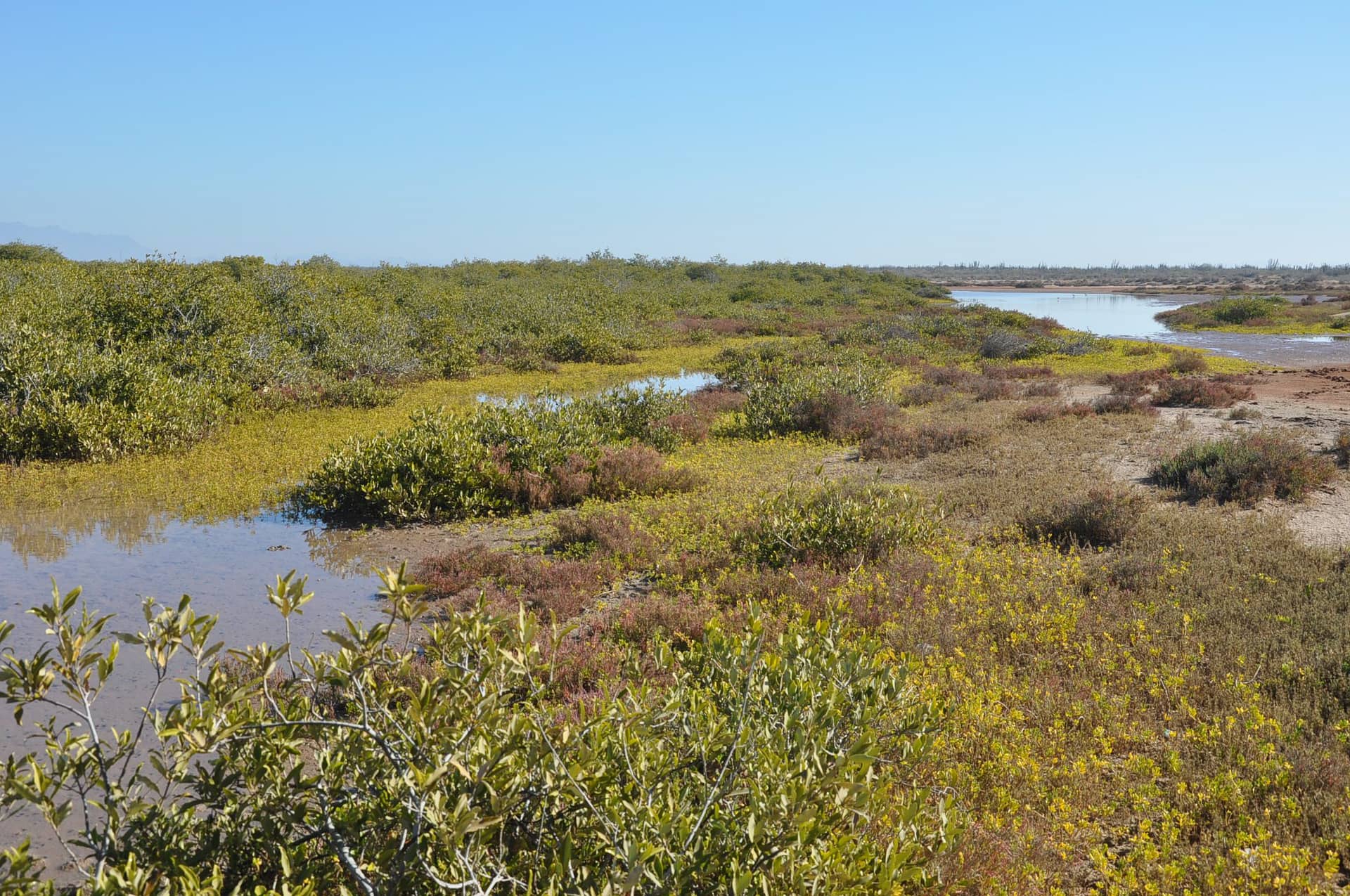 Tesoro natural en Sonora ya es un vertedero de aguas negras 12