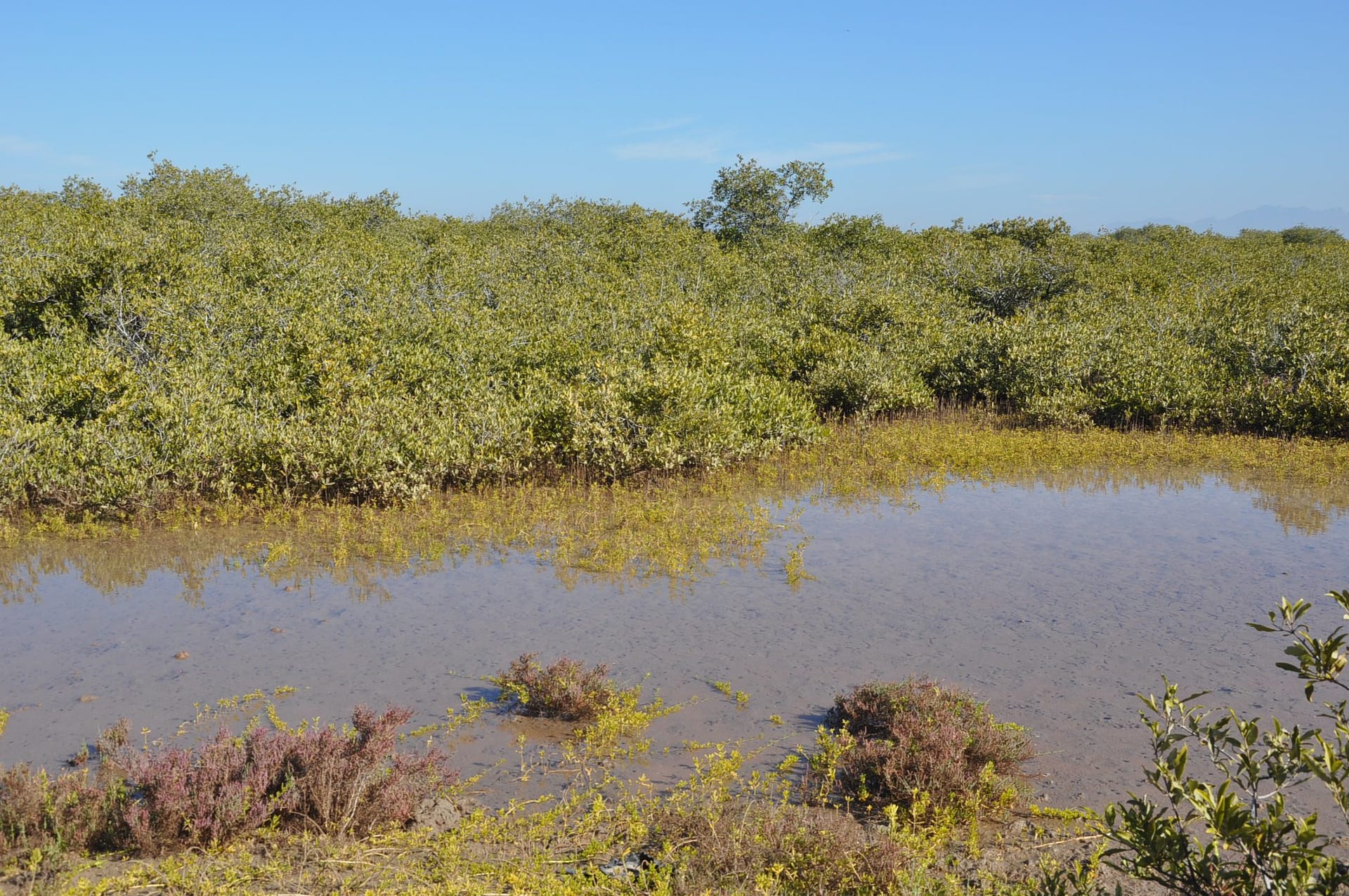 Tesoro natural en Sonora ya es un vertedero de aguas negras 7