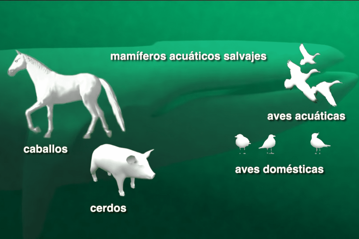 Los virus gripales de tipo A circulan entre seres humanos y numerosos animales. FOTO: Captura de pantalla