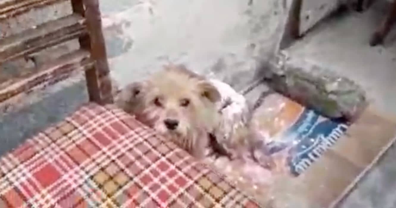 DONDE ESTA CANUTO 3