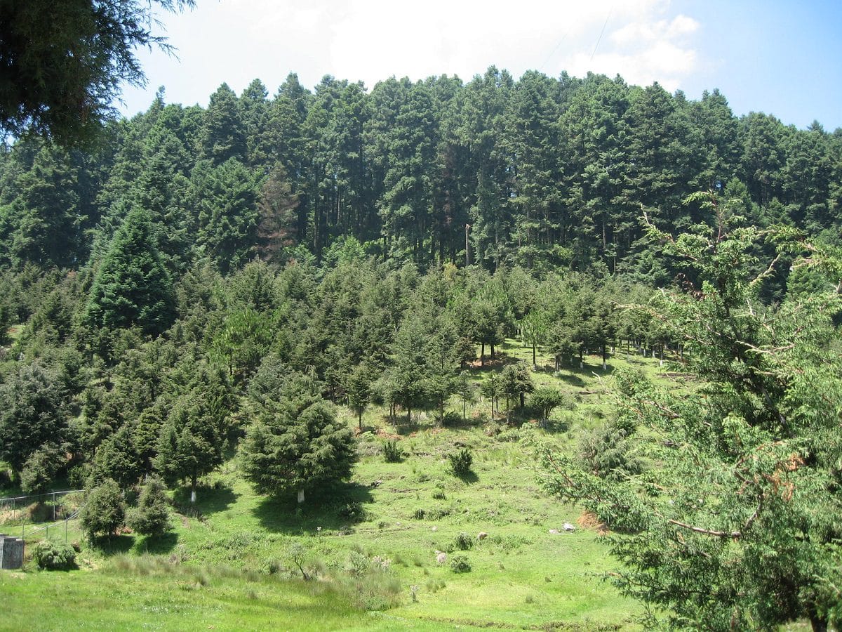 La Marquesa