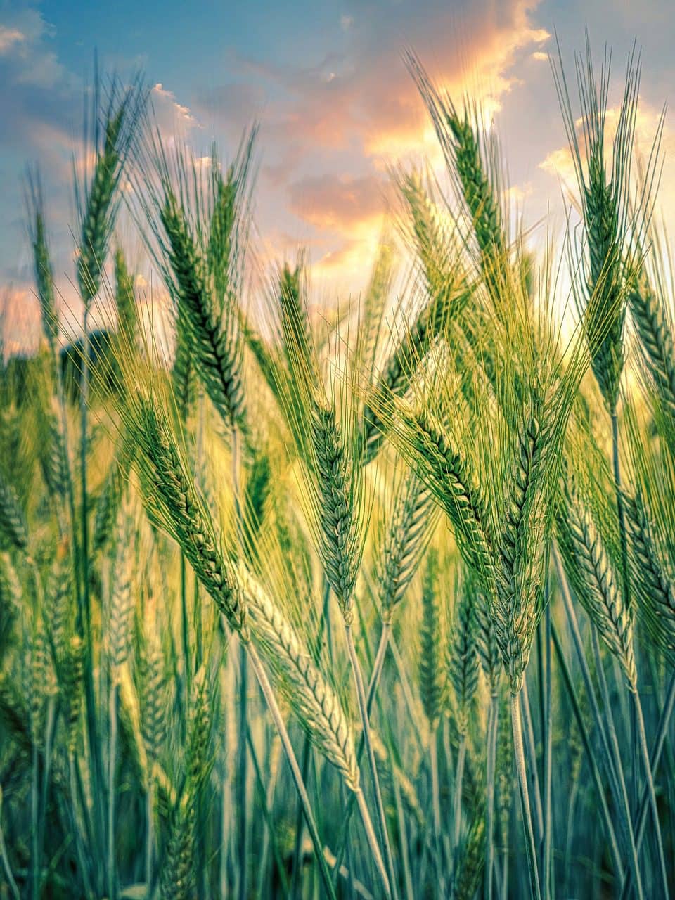 Todavía podemos ganar la lucha contra el hambre en el mundo, pero sólo si reconocemos las causas reales de nuestra situación actual. Foto: Pixabay.
