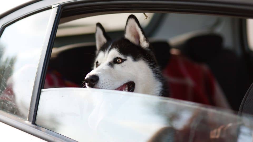 Taxis para mascotas