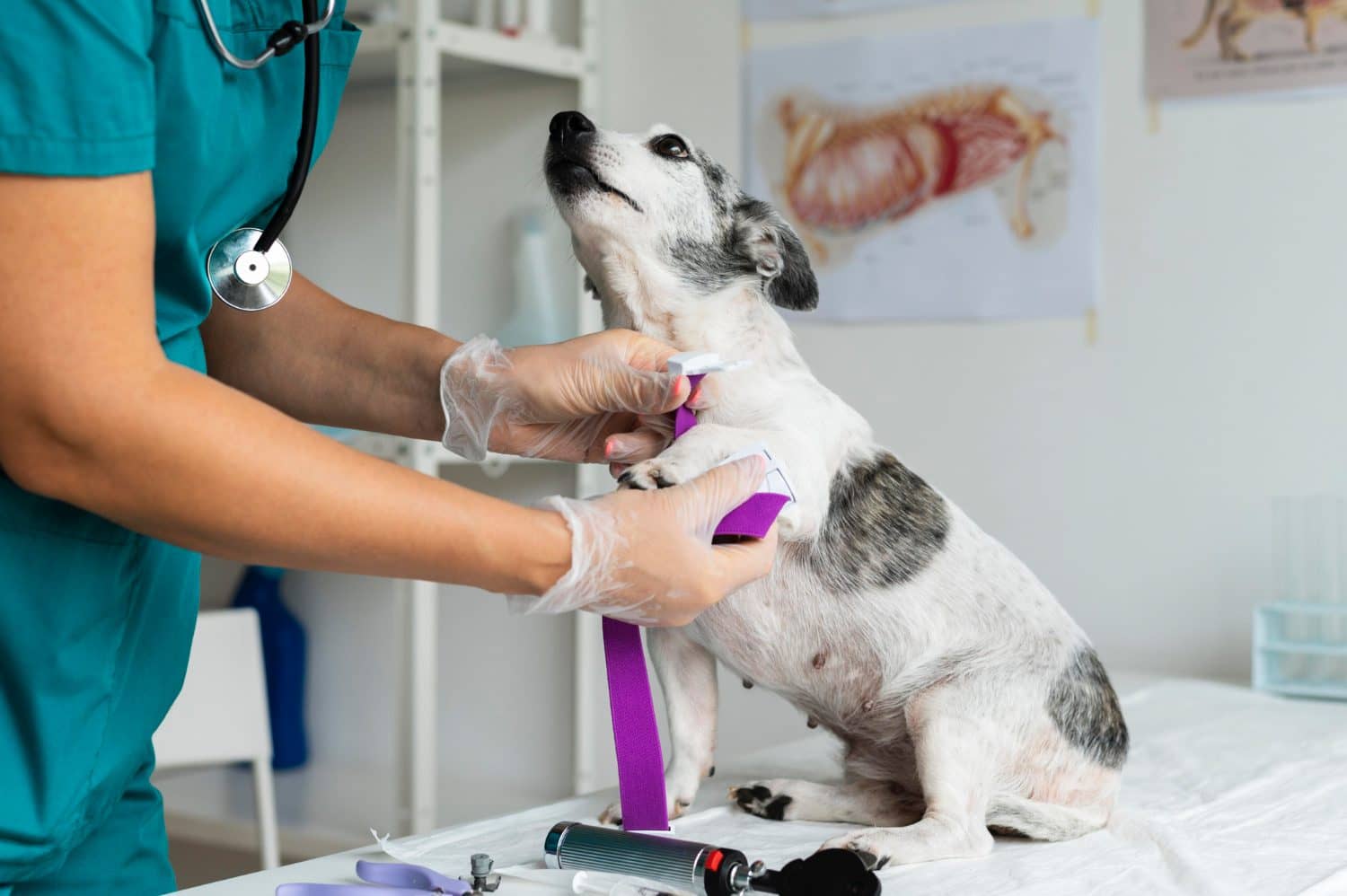 Hospitales gratis para mascotas