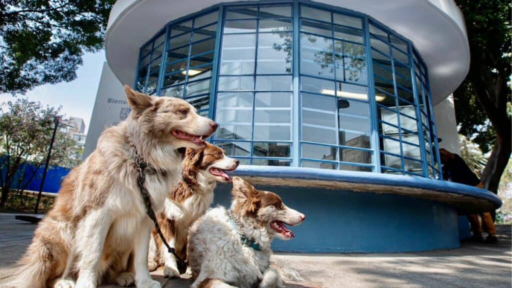 Hospitales gratis para mascotas 