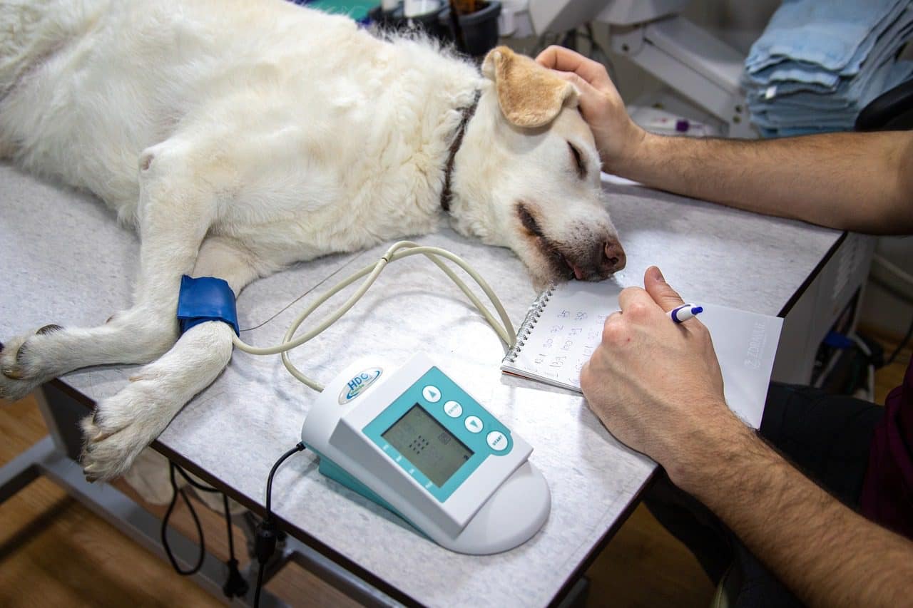 hospitales gratis para mascotas en CDMX