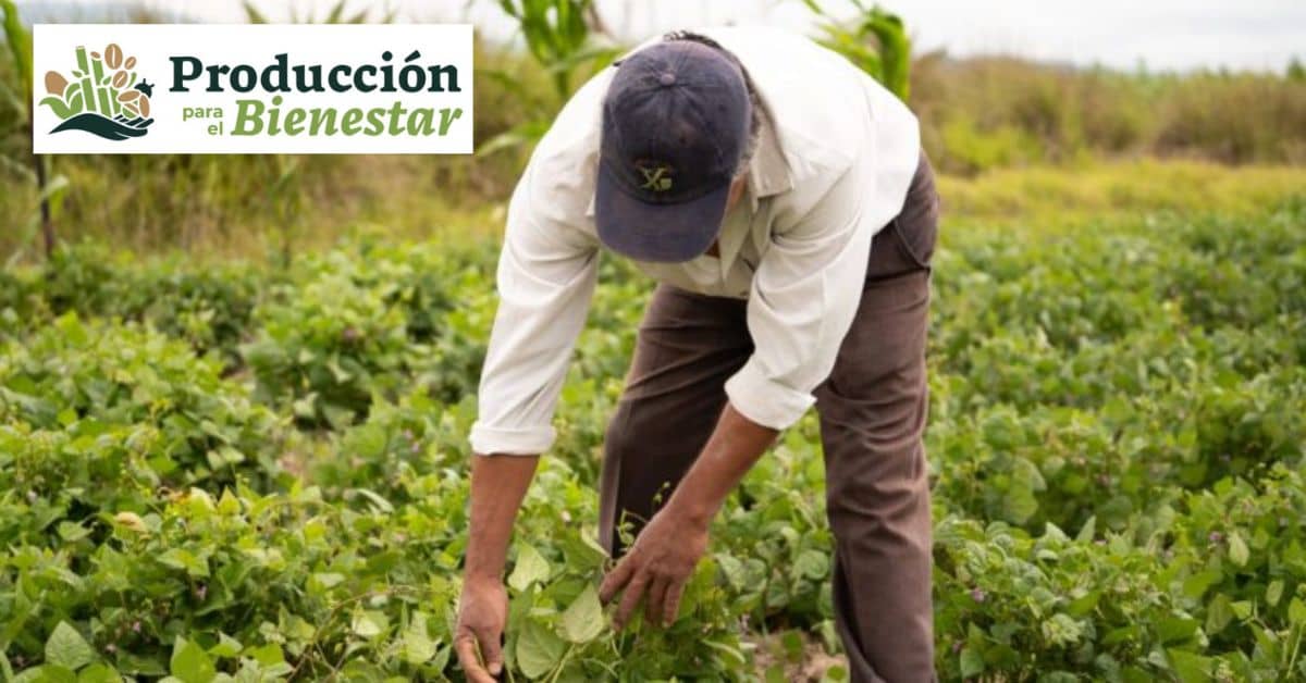 Producción para el bienestar 2024 pago